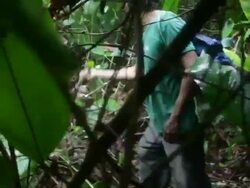 Man of the tribe of Mosetenes cutting a passage through the vegetation in the jungle. Bolivia, Amazon Stock Footage