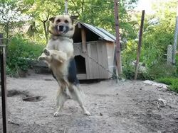 Barking dog Stock Footage