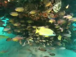 WS POV Snapper and cardinal fish hiding with surge below rock ledge covered with sponge and coral / Matola, Maputo, Mozambique Stock Footage