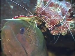 Moray Eel getting cleaned by Shrimp Stock Footage