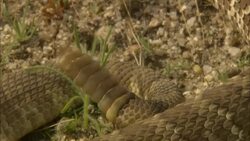 A Mojave green rattlesnake rattles its tail and uncoils. Stock Footage