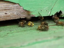 Honey Bees at the entrance Stock Footage