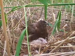 Marsh Harrier (Circus aeruginosus) Stock Footage