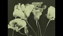 Mariposa Tulip 'Calochortus' Archival. Stock Footage