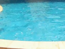 Dolphin in pool Stock Footage