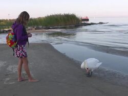 Feeding swans Stock Footage