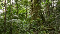 Mossy tree trunk and palm leaves in the rainforest, Ecuador Stock Footage