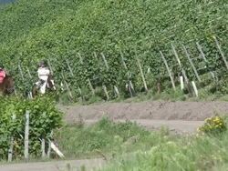 WS View of equestriennes riding at village Ayl, Saarburg country / Ayl, Saar-Valley, Rhineland-Palatinate, Germany  Stock Footage