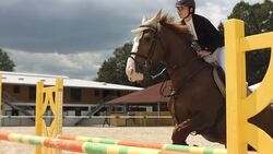 HD Super Slow-Mo: Show Hunter Jumps Over Oxer Stock Footage