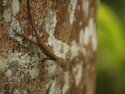 Running Lizard Stock Footage