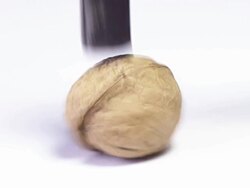 Cracking a Walnut Stock Footage