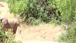 Elephants in Safari at Wild Stock Footage