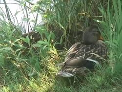 Duck in the grass 2 Stock Footage