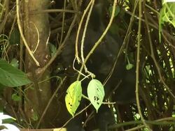 A cub gorilla hanging on a branch of tree Stock Footage