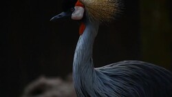 beautiful bird Crowned Crane in Thailand Stock Footage