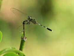 Dragonfly rests on stick Stock Footage