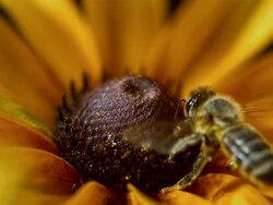 HD Super Slow-Mo: Bee Collecting Pollen Stock Footage