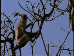 MS Hanuman Langur, Semnopithecus entellus, sitting on tree branch, Bandhavgarh National Park, India Stock Footage