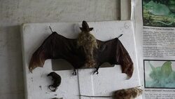 CLEAN : Science researchers battle on in DR Congo conflict zones News Clip