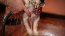 Washing white dog Stock Footage