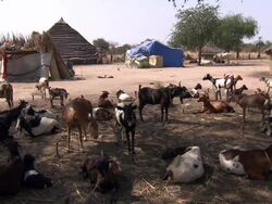 Villagers in Southern Sudan News Clip