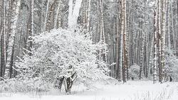 Forest after snowfall. Winter landscape. Stock Footage