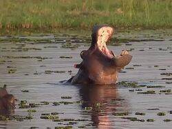 MS SLO MO Hippopotamus amphibius Mouth wide open in Khwai River, Okavango Delta / Moremi Reserve, Botswana, South Africa Stock Footage