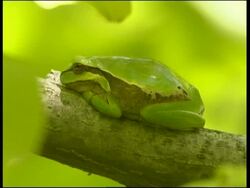 Tree Frog resting on branch, Cyprus (with audio) Stock Footage