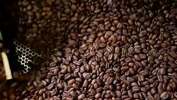 Coffee Beans In Cooling Bed Stock Footage