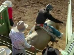 MS POV Cowboy on bull waiting inside gate and released into rodeo arena to ride  bucking bull / Wickenburg, Arizona,USA  Stock Footage