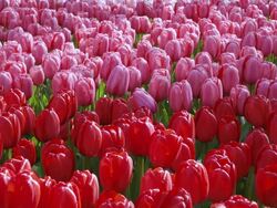 MS Shot of red and pink color tulip fields at Keukenhof Gardens / Lisse, South Holland, Netherlands Stock Footage