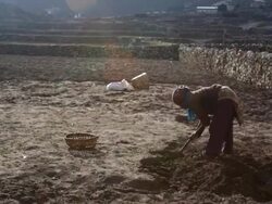 WS Shot of Sherpa villager tends to her field in village / Khumjung Solukhumbu, Nepal Stock Footage