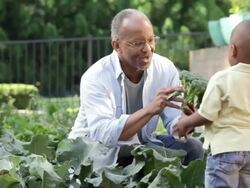 "MS, TU, Senior Man and Young Grandson Harvesting Vegetables in Home Garden, Richmond, Virginia, USA" Stock Footage