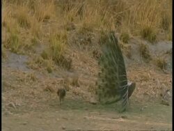 Male Peacock (Pavo cristatus) displaying to female, Bandhavgarh National Park, Madhya Pradesh, India Stock Footage