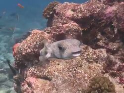 Puffer fish in cleaning station, South Ari Atoll, The Maldives Stock Footage