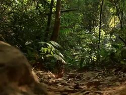 Wildlife Photographer taking picture of bird in the rainforest jungle Stock Footage