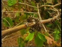 VIETNAM: COFFEE CROP UNDER THREAT FROM SEVERE DROUGHT News Clip