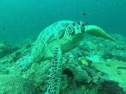 Green turtle, looks into camera. Borneo, Malaysia, Southeast Asia Stock Footage