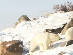 MS TS Two polar bears play fighting in snow / Churchill, Manitoba, Canada  Stock Footage