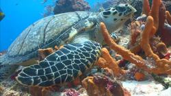 Punctuated Equilibria and Speciation Instructional Video