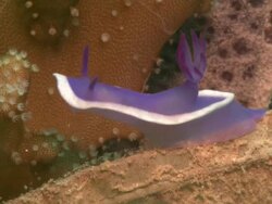 Nudibranch, purple with white edge, Borneo, Malaysia, Southeast Asia Stock Footage