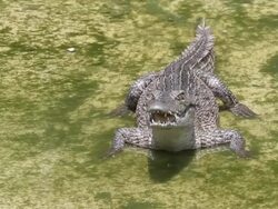 Crocodile opening  mouth Stock Footage