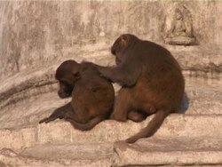 Grooming monkeys Stock Footage