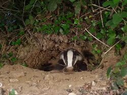 MS SLO MO Shot of European Badger Pair standing at Den Entrance / Calvados, Normandy, France Stock Footage