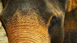Asia elephant Stock Footage