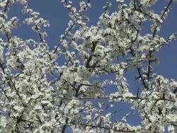 MS Blooming whitethorn tree / Kastel-Staadt, Rhineland-Palatinate, Germany Stock Footage
