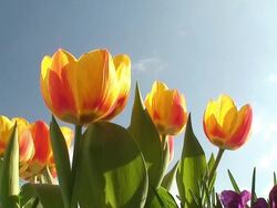 Shiny tulips over a polarized sky Stock Footage