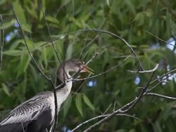 Anhinga in the Everglades Stock Footage