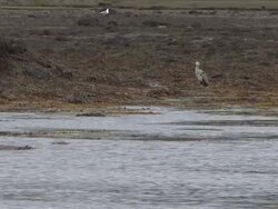 Grey Heron Stock Footage