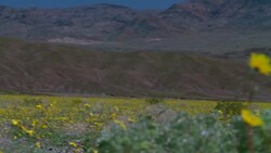 Death Valley Desert Pan of Flowers and Mountains Stock Footage